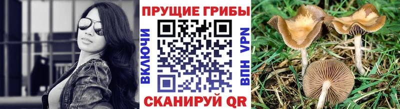 Псилоцибиновые грибы прущие грибы  Приморск 